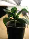 IMAGES/cerinthe_s.jpg
