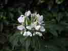 cleome