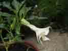 datura